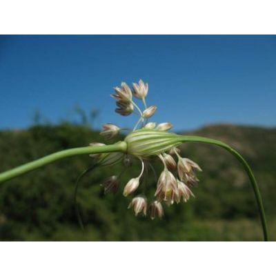 Allium tenuiflorum Ten. 