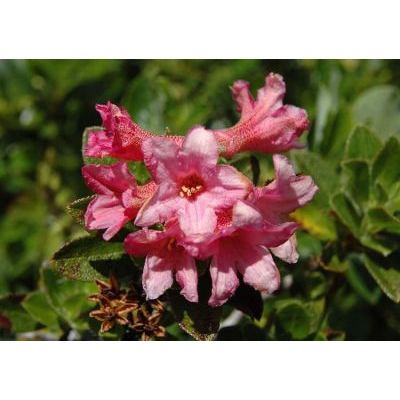 Rhododendron hirsutum L. 