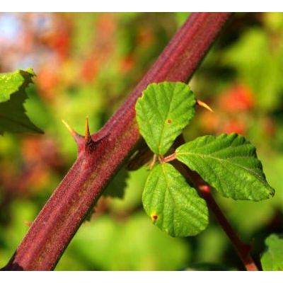 Rubus ulmifolius Schott 