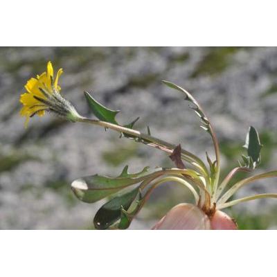 Scorzoneroides montana subsp. breviscapa (DC.) Greuter 