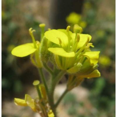 Sinapis pubescens L. 
