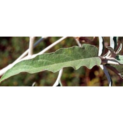 Solanum elaeagnifolium Cav. 