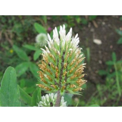 Trifolium squarrosum L. 