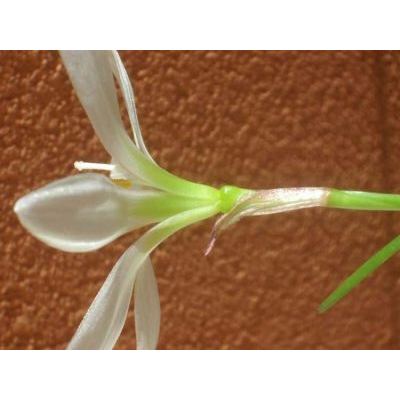 Zephyranthes candida (Lindl.) Herb. 