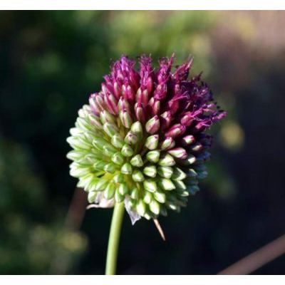 Allium sphaerocephalon L. 