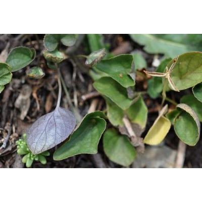 Viola laricicola Marcussen 