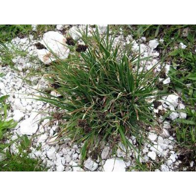 Carex parviflora Host 