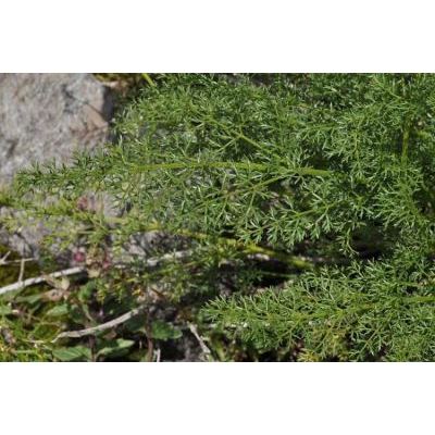 Coristospermum ferulaceum (All.) Reduron & al. 