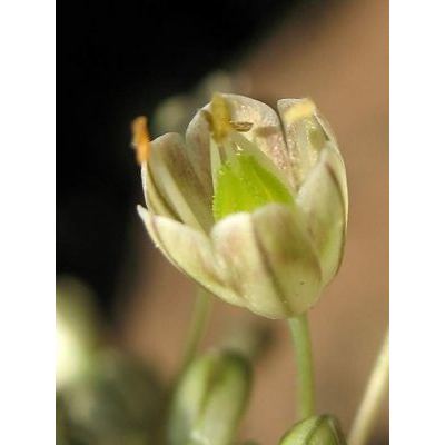 Allium paniculatum Sm. subsp. paniculatum 