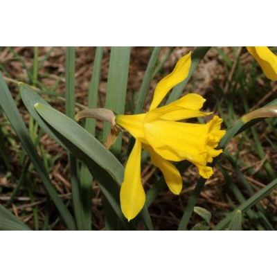 Narcissus pseudonarcissus L. 