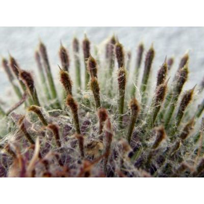 Cirsium spathulatum (Moretti) Gaudin 