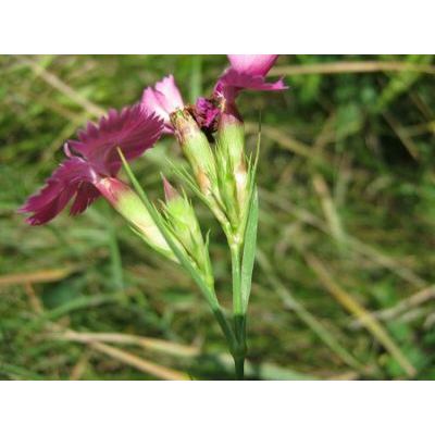 Dianthus seguieri Vill. subsp. seguieri 