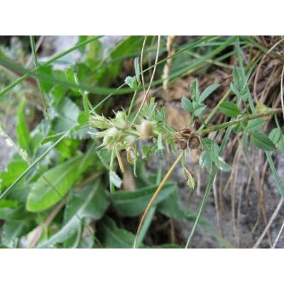 Ononis pusilla L. subsp. pusilla 