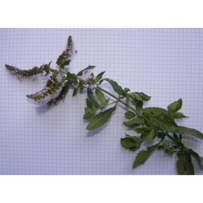 Mentha longifolia (L.) L. 