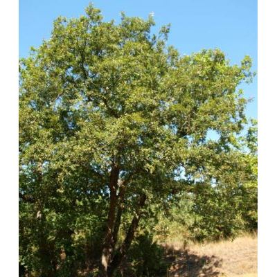 Quercus cerris L. 