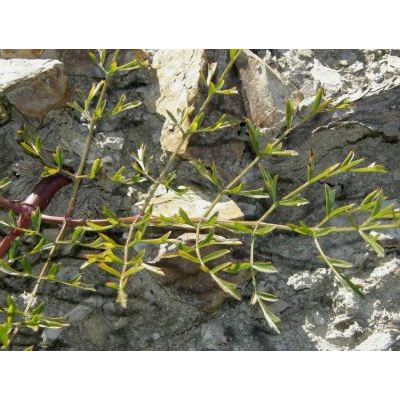 Laserpitium gallicum L. subsp. gallicum 