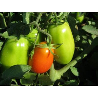 Solanum lycopersicum L. 