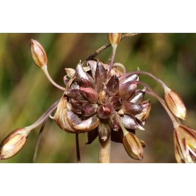 Allium oleraceum L. subsp. oleraceum 