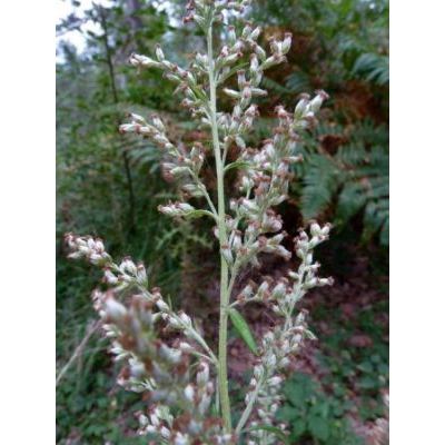 Artemisia verlotiorum Lamotte 