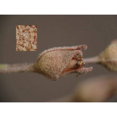 Halimium halimifolium (L.) Willk. subsp. halimifolium 
