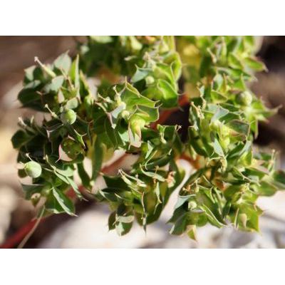 Euphorbia aleppica L. 