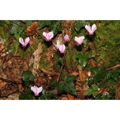 Cyclamen hederifolium Aiton subsp. hederifolium 