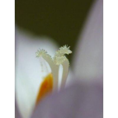 Colchicum longifolium Castagne 