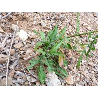 Cephalaria leucantha (L.) Schrad. 