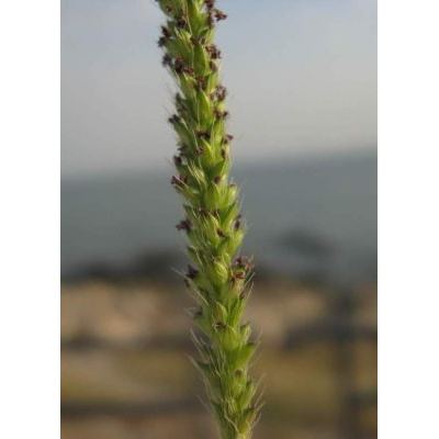 Setaria parviflora (Poir.) Kerguélen 