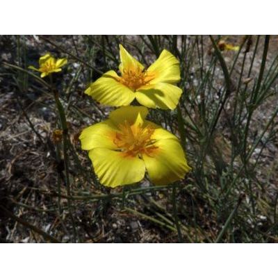 Eschscholzia californica Cham. in Nees 