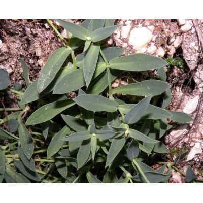 Silene vulgaris subsp. glareosa (Jord.) Marsden-Jones & Turrill 