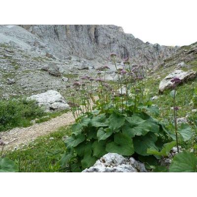 Adenostyles alpina (L.) Bluff & Fingerh. 