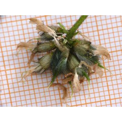 Astragalus hypoglottis subsp. gremlii (Burnat) Greuter & Burdet 