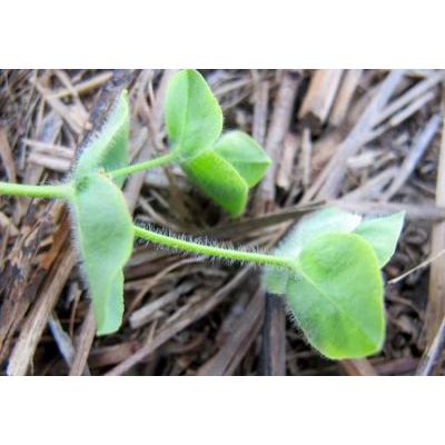 Euphorbia hirsuta L. 