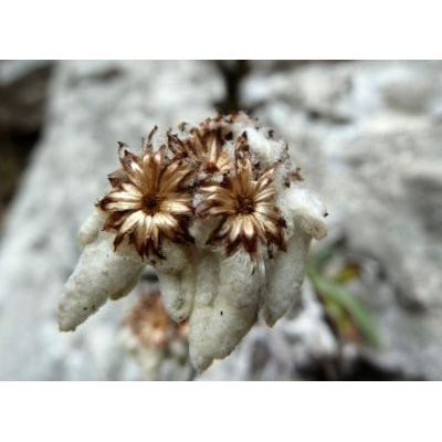 Leontopodium nivale subsp. alpinum (Cass.) Greuter 