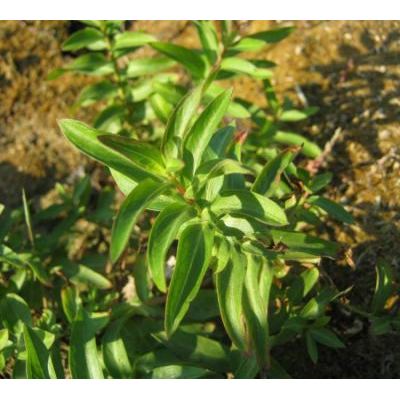 Lythrum salicaria L. 