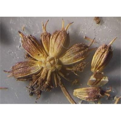Oenanthe peucedanifolia Pollich 