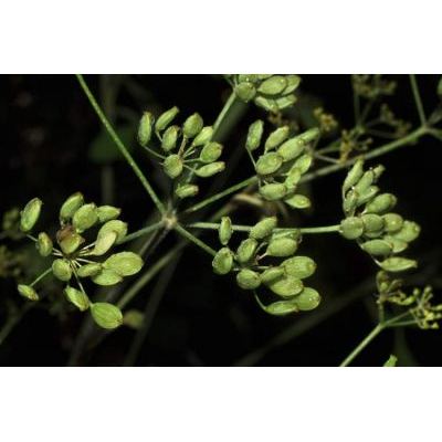 Pastinaca sativa subsp. urens (Godr.) Celak. 