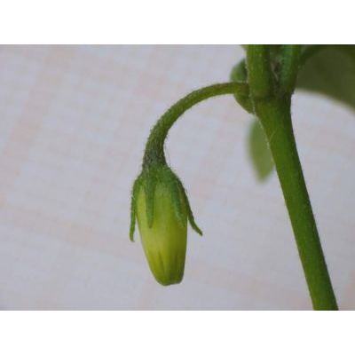 Salpichroa origanifolia (Lam.) Baill. 