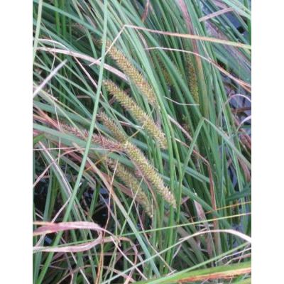 Carex rostrata Stokes 