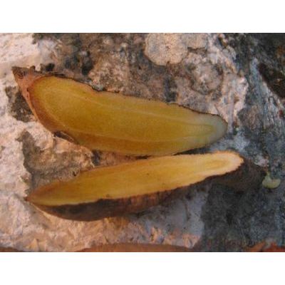 Asphodelus ramosus L. subsp. ramosus 