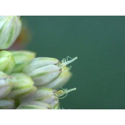 Allium vineale L. 