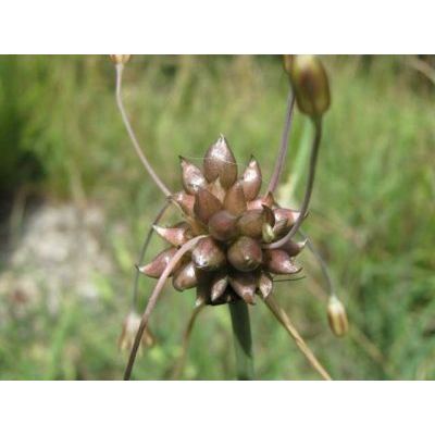 Allium oleraceum L. 