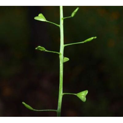 Capsella bursa-pastoris (L.) Medik. subsp. bursa-pastoris 