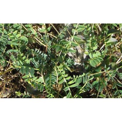 Astragalus sirinicus Ten. subsp. sirinicus 