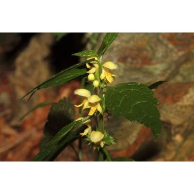 Lamium galeobdolon subsp. montanum (Pers.) Hayek 