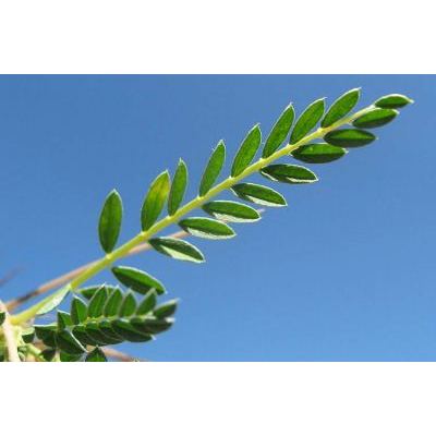 Astragalus sirinicus Ten. subsp. sirinicus 