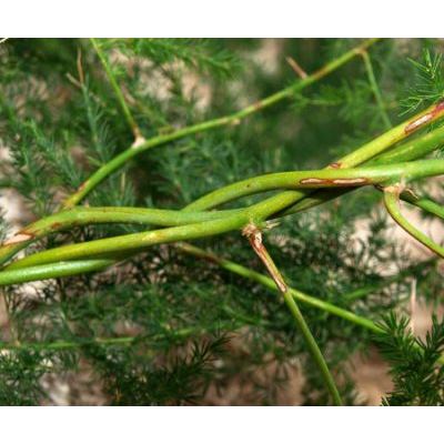 Asparagus setaceus (Kunth) Jessop 