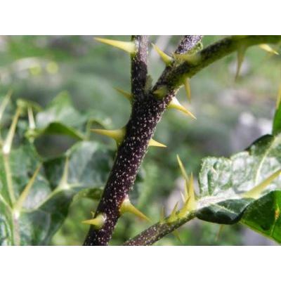 Solanum linnaeanum Hepper & P.-M. L. Jaeger 