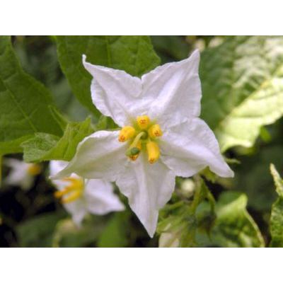 Solanum carolinense L. 